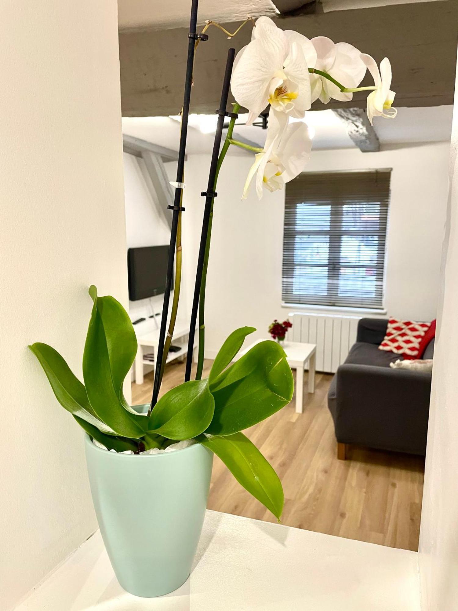 Strasbourg Magnifique Appartement Centre Ville Petite France Ngoại thất bức ảnh